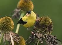 goldfinch