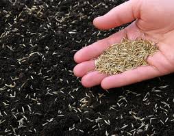 grass seed