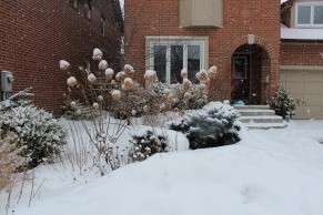 garden to replace lawn
