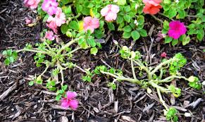 Impatiens with Downy Mildew