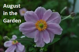 August in the Garden -Pink Japanese Anemone