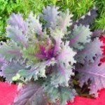 kale