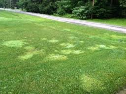 lawnpatches