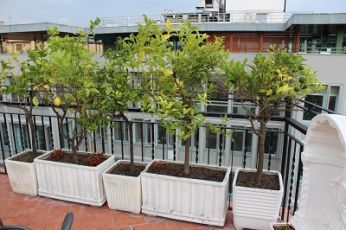 lemon trees in Italy