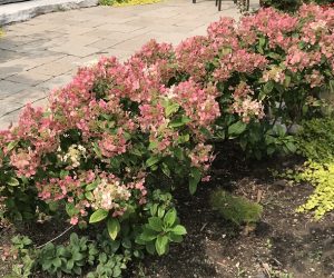 Little Quickfire Hydrangea