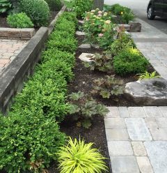 Planting in a narrow front yard, under large tree.