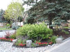 Front yard garden under and around large blue spruce.