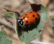 lady bug