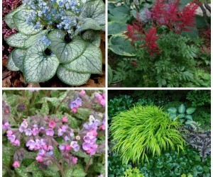 Shade Perennials