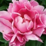 pink peony