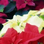 poinsettias