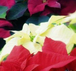 poinsettias