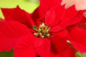 pointsettia