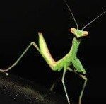 praying mantis