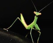 praying mantis