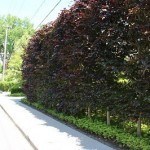privacy hedge
