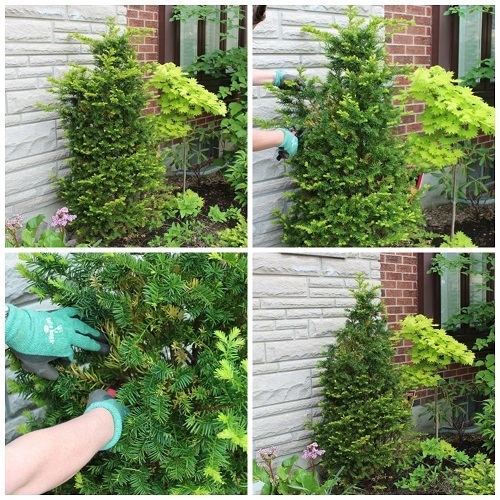 pyramidal yew shaping