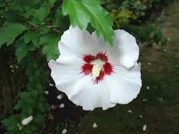 rose of sharon 3