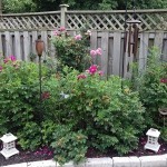 Shrub roses growing well!