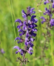 Perennial Salvia