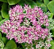 Sedum