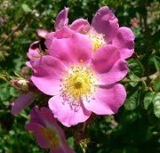 Shrub Rose-single flower