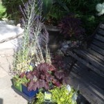 summer colour