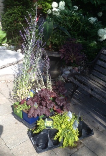 summer colour