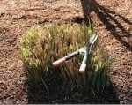 trimming ornamental grasses
