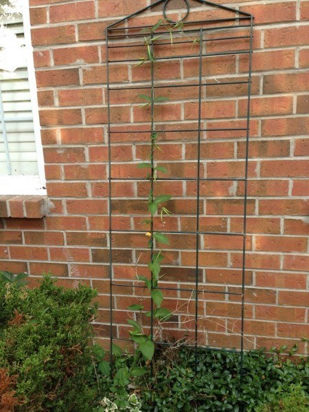 Dog Strangling Vine