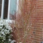 winter Butterfly Japanese Maple